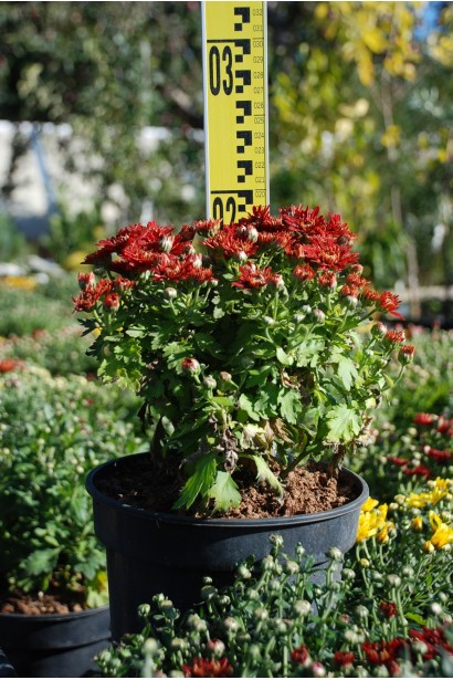 Хризантема Мультіфлора  - 1-3л/вис.15-20см/Ø15-25см